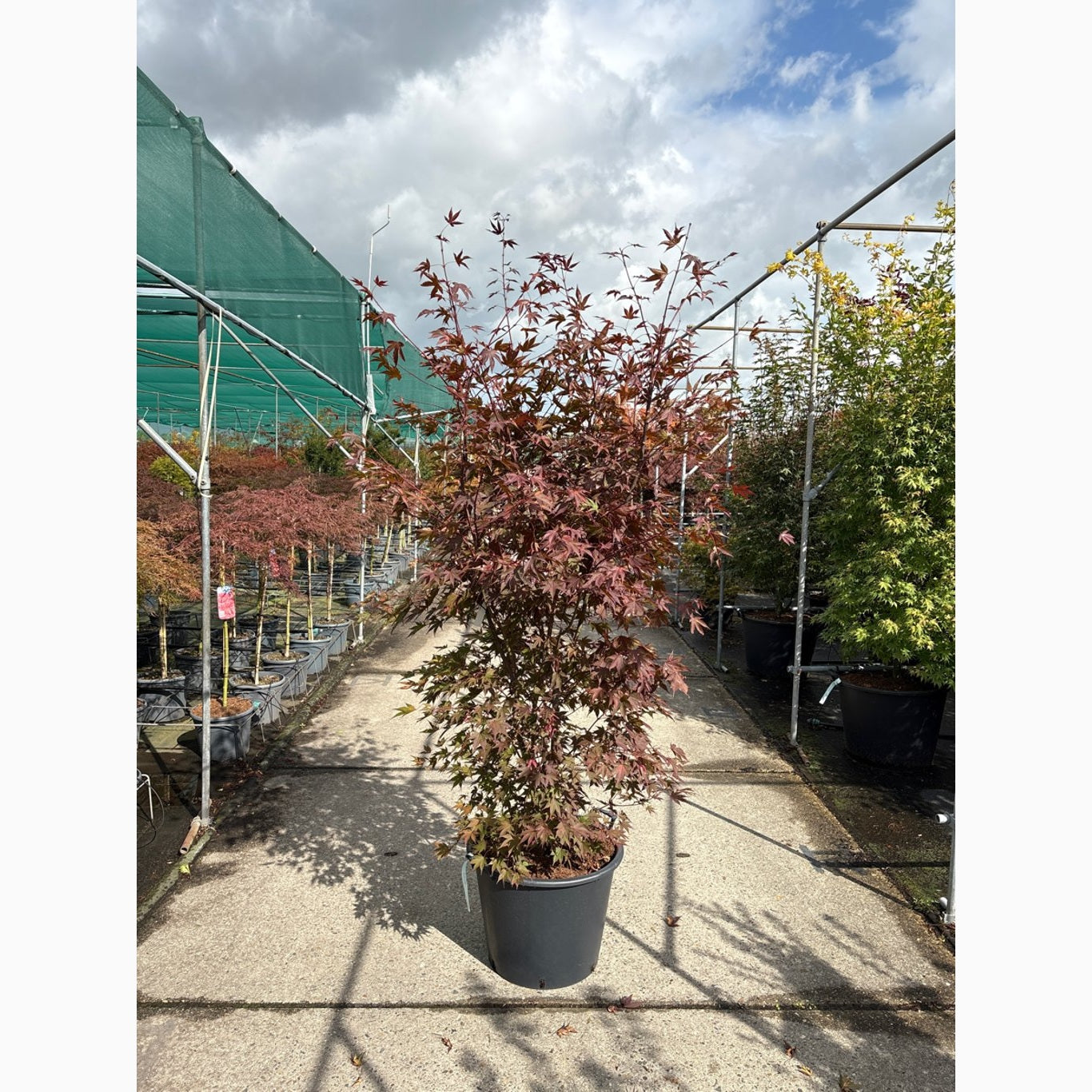 Japansk lönn – Acer pal. 'Fireglow' - C65 175-200 CM